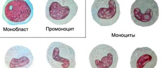 Special qualities of monocytes