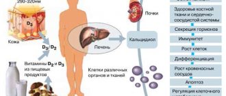 The liver produces cholesterol