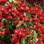 Fruiting hawthorn bush