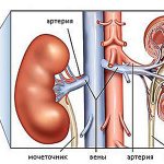 Почечное давление