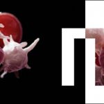 Platelet count (according to Fonio)