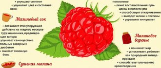 Полезные свойства малины
