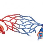 With hypovolemia, circulating blood volume decreases