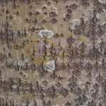 Use of aspen bark for diabetes