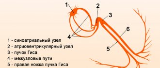 Проводящая система