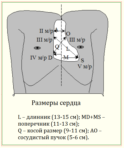 Норма форма сердца. Определение размеров сердца. Конфигурация сердца Размеры. Конфигурация сердца – Размеры сердца. Размер поперечника сердца в норме.