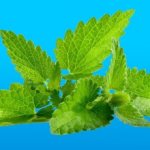 Рецепты средств из мелиссы для стабилизации давления