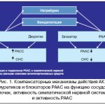 Rice. 1. Compensatory mechanisms of action of AKs, diuretics and RAAS blockers on vascular and renal function, the activity of the sympathetic nervous system and the activity of the RAAS 