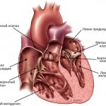Rice. 1. Structure of the heart 