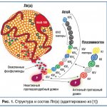 Rice. 1. Structure and composition of Lp(a) (adapted from [1]) 