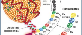 Рис. 1. Структура и состав Лп(а) (адаптировано из [1])