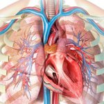 Risk to internal organs - Alkoklinik
