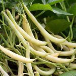 DIABETES MELLITUS: treatment with bean leaves