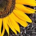 Семечки от гипертонии: рецепт отвара и противопоказания