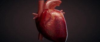 Human heart