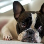 Сердечная недостаточность - неизлечимое заболевание