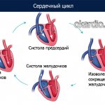 cardiac cycle