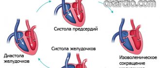сердечный цикл