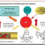 Scheme of intracellular metabolism during ischemia