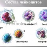 Components of leukocytes