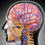 Vascular system of the brain