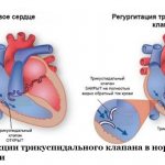 Comparison of tricuspid valve function in normal and insufficiency