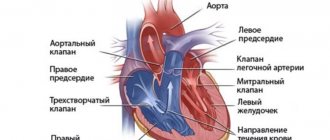 The structure of the heart with the designation of its valves