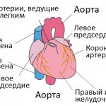 Structure of the heart