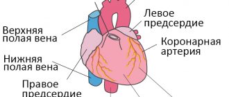 Строение сердца