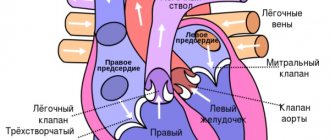 The structure of the heart muscle