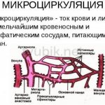 Blood and lymph flow