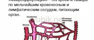 Blood and lymph flow