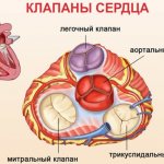 Tricuspid heart valve. Where is it located, between what, anatomy 