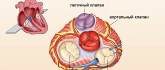Трехстворчатый клапан сердца. Где расположен, между чем, анатомия
