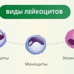 Виды лейкоцитов