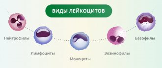 Виды лейкоцитов