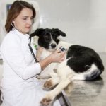 detect a heart attack in a dog