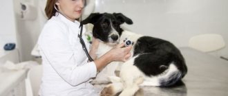 выявить сердечный приступ у собаки