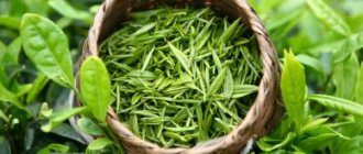 Does green tea raise or lower blood pressure?